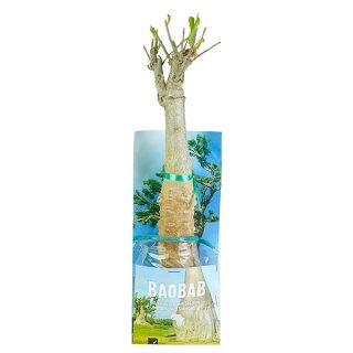 Baobab Setzling groß 4-5 Jahre