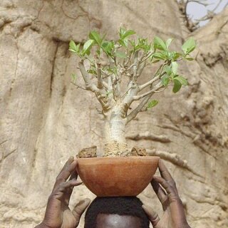 Baobab Setzling gro 4-5 Jahre
