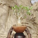 Baobab Setzling groß 4-5 Jahre