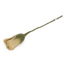 Tulip - Dusty Light Yellow