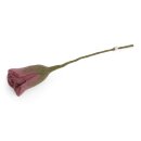 Tulip - Rouge