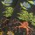 Socken Harry Potter Herbology 36-40