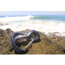Karabiner TTM kN10