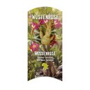Wüstenrose (Adenium Obesum) Setzling klein 1-2 Jahre