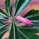 Wüstenrose (Adenium Obesum) Setzling klein 1-2 Jahre